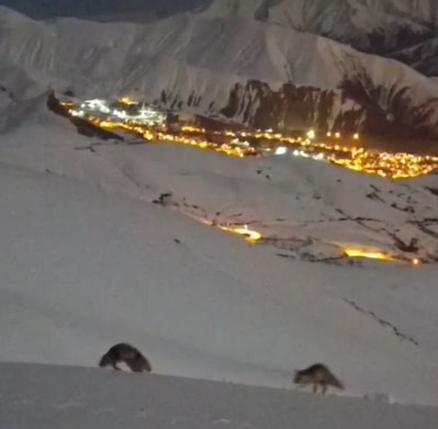 Hakkari’de masalsı şehir görüntüsü eşliğinde tilkilerin oyunu 4 hakkaride masalsi sehir goruntusu esliginde tilkilerin oyunu 0 POQjuDF1