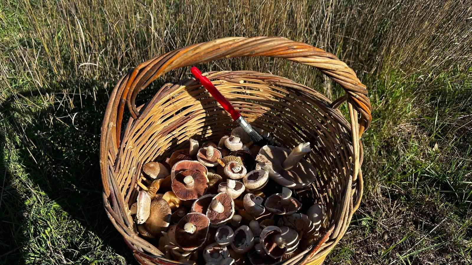 halk sagligi uzmani dr kocoglu dogada yetisen mantarlara dikkati cekti 1
