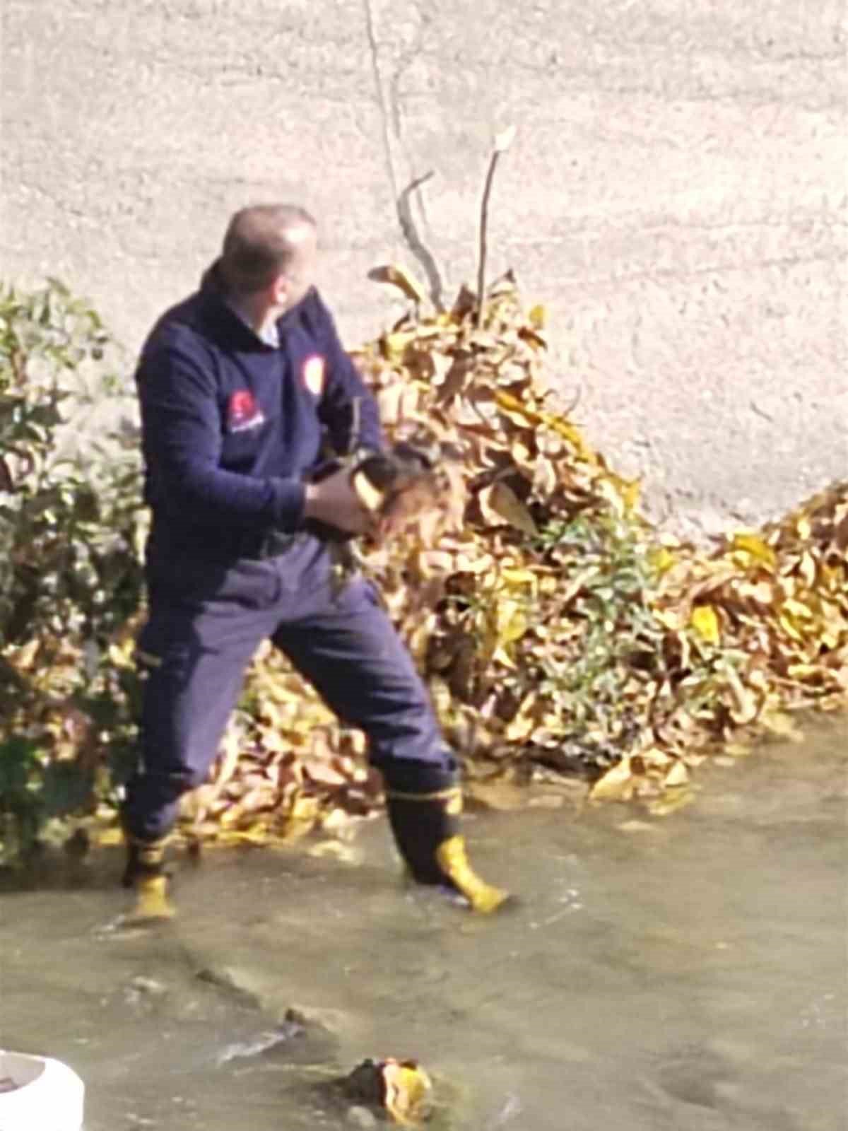 harsit cayina dusen tavugu itfaiye kurtardi 3