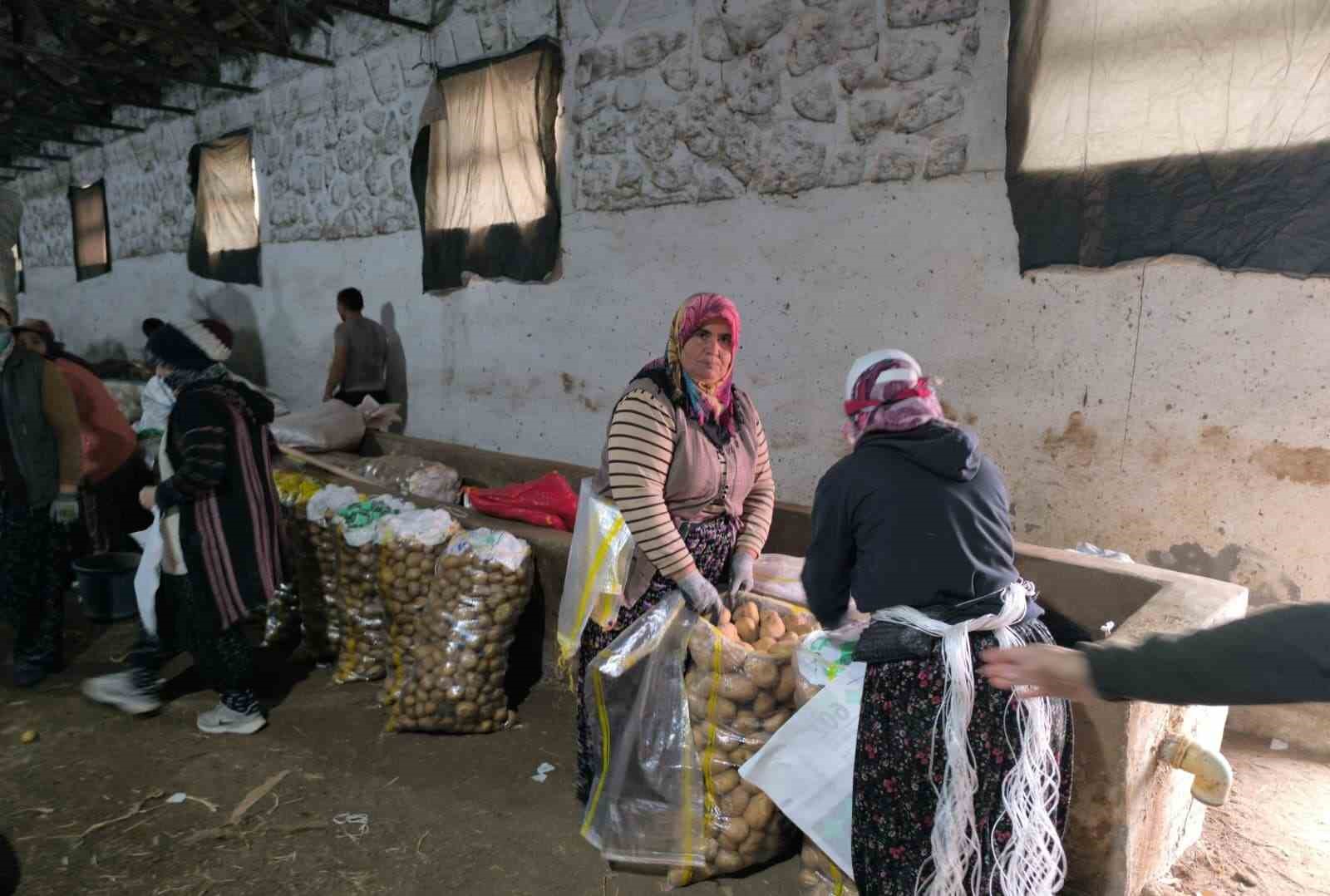 hasadi biten patateste depolama sureci basladi 1 ZtTZWBWL