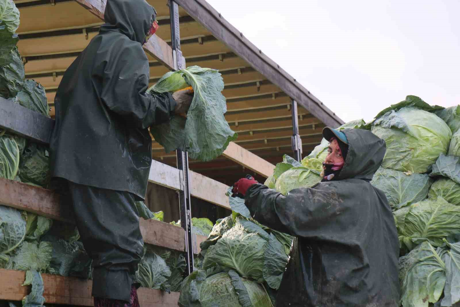 Hasadın yükünü kadınlar taşıyor: Yağmur, çamur demeden bin bir zorluklarla çalışıyorlar 9 hasadin yukunu kadinlar tasiyor yagmur camur demeden bin bir zorluklarla calisiyorlar 5 e5Ew1UmR