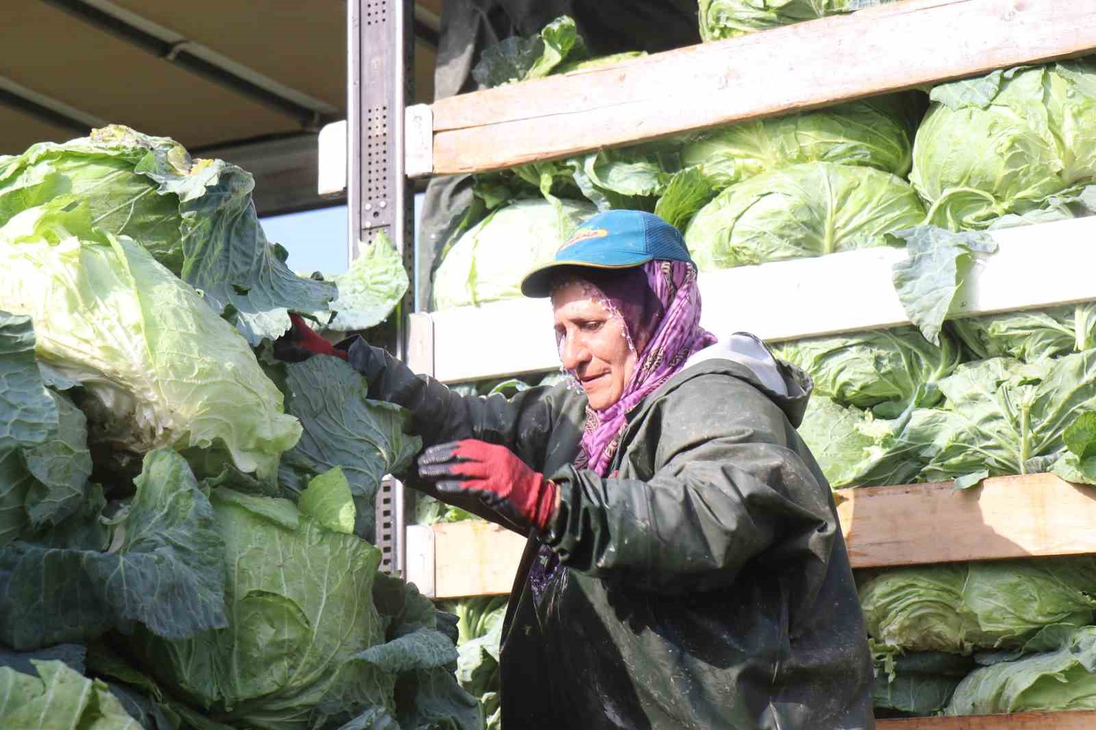 Hasadın yükünü kadınlar taşıyor: Yağmur, çamur demeden bin bir zorluklarla çalışıyorlar 10 hasadin yukunu kadinlar tasiyor yagmur camur demeden bin bir zorluklarla calisiyorlar 6 YnZNt2pp