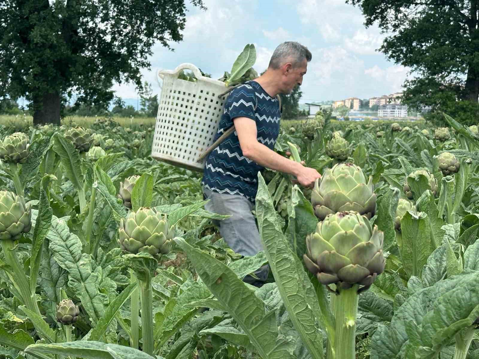 hasanaga enginarinda hasat ureticide tanesi 50 liradan basladi 2 IeDYALKp