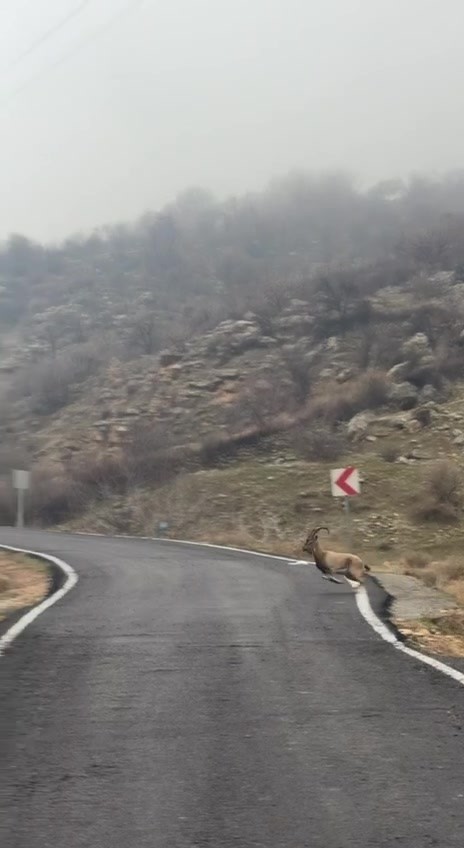 hasankeyfte ornek davranis surucu durdu dag kecileri gecti 1 reF63LqA
