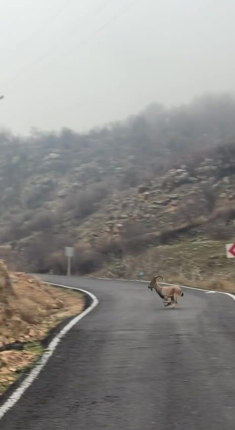 hasankeyfte ornek davranis surucu durdu dag kecileri gecti 3