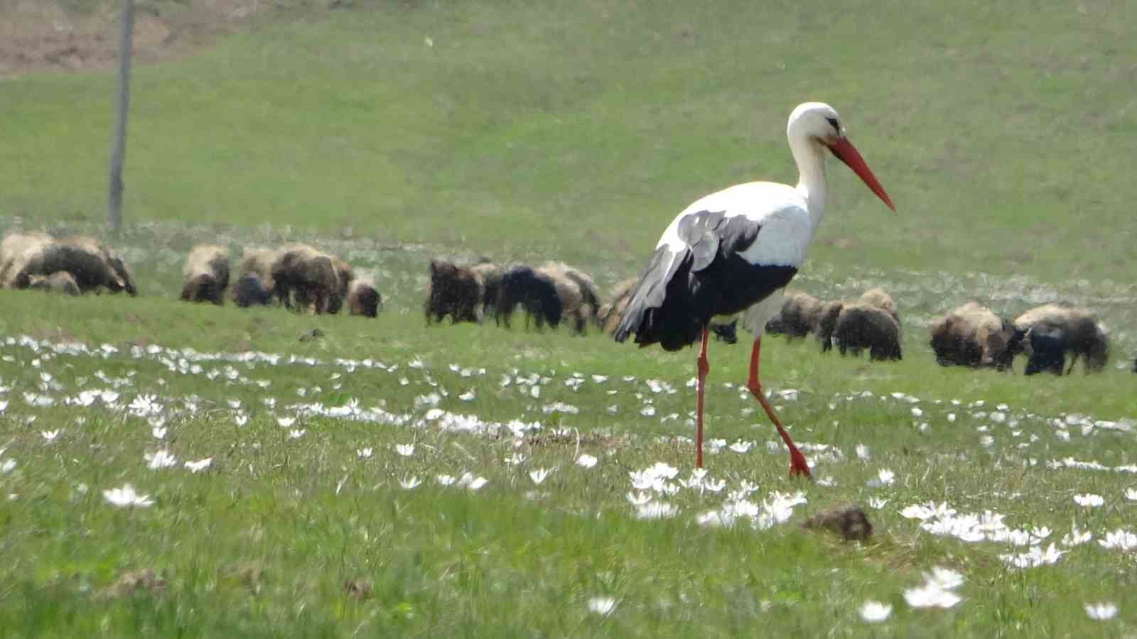 haskoyde leylekler ayni guzergahta 18 yuvayi doldurdu 11 g8JW9Cwr