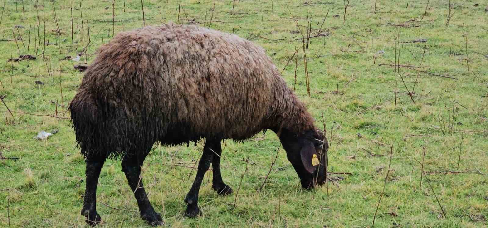haskoyde sicakligin mevsim normalleri uzerinde olmasi besicileri sevindirdi 1 lw5Y29zg