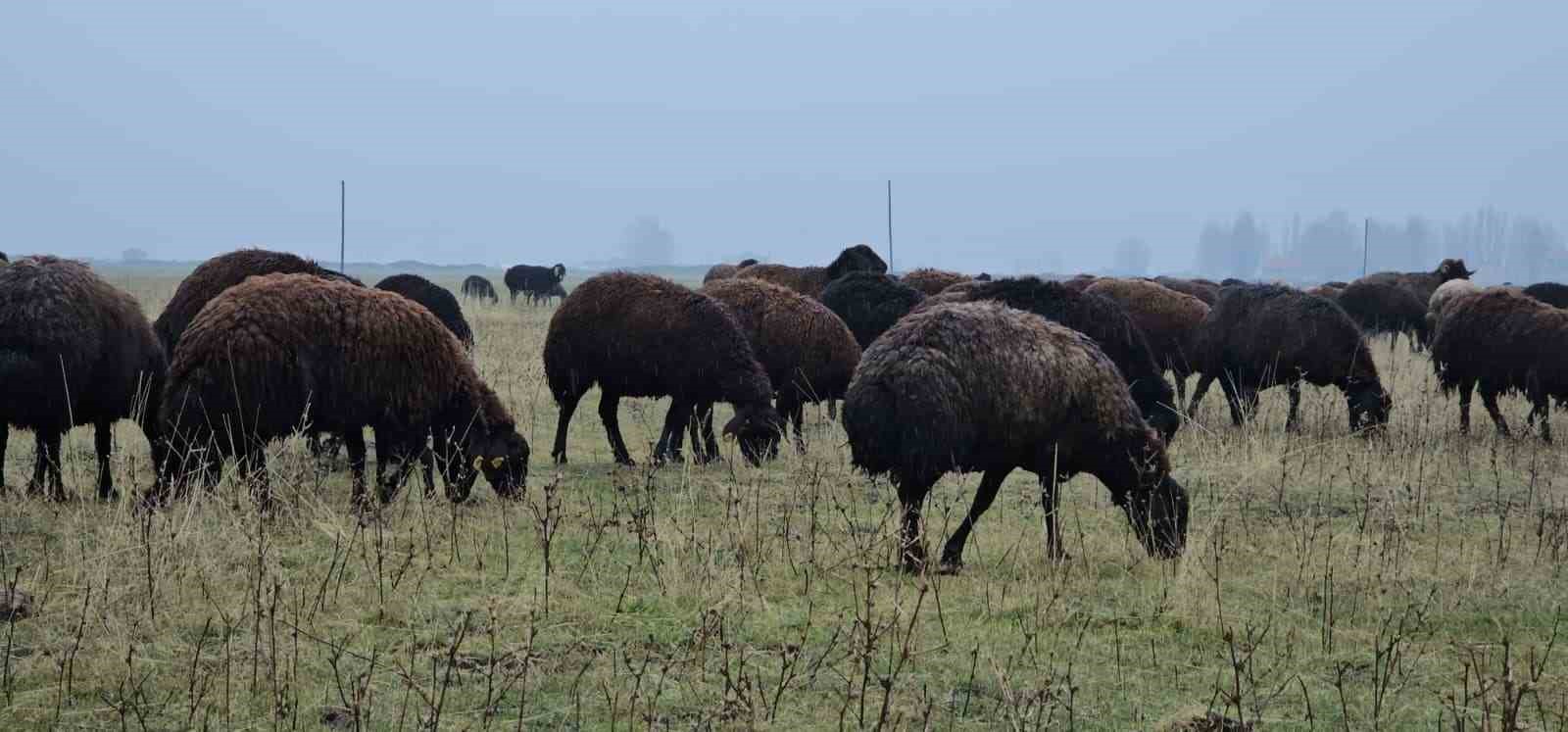 haskoyde sicakligin mevsim normalleri uzerinde olmasi besicileri sevindirdi 6 Cgg7Sa5I