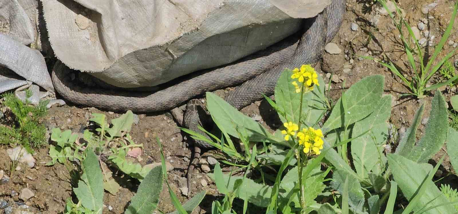 haskoyde yilan panigi belediye ekipleri harekete gecti 1 hssyfIae