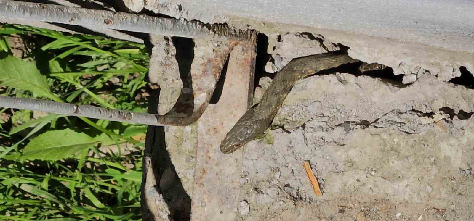 haskoyde yilanlar bir evi sardi aile geceleri uyuyamiyor 1 6lTRLIKw