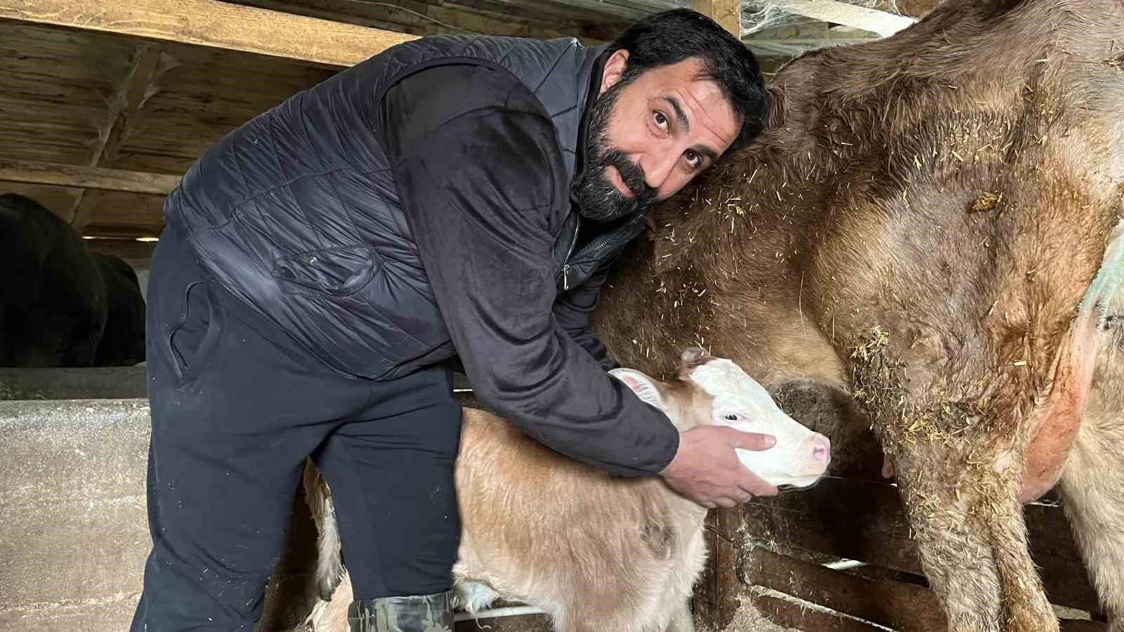 hasta dogan buzagilari buhar makinesiyle hayata bagliyor 1