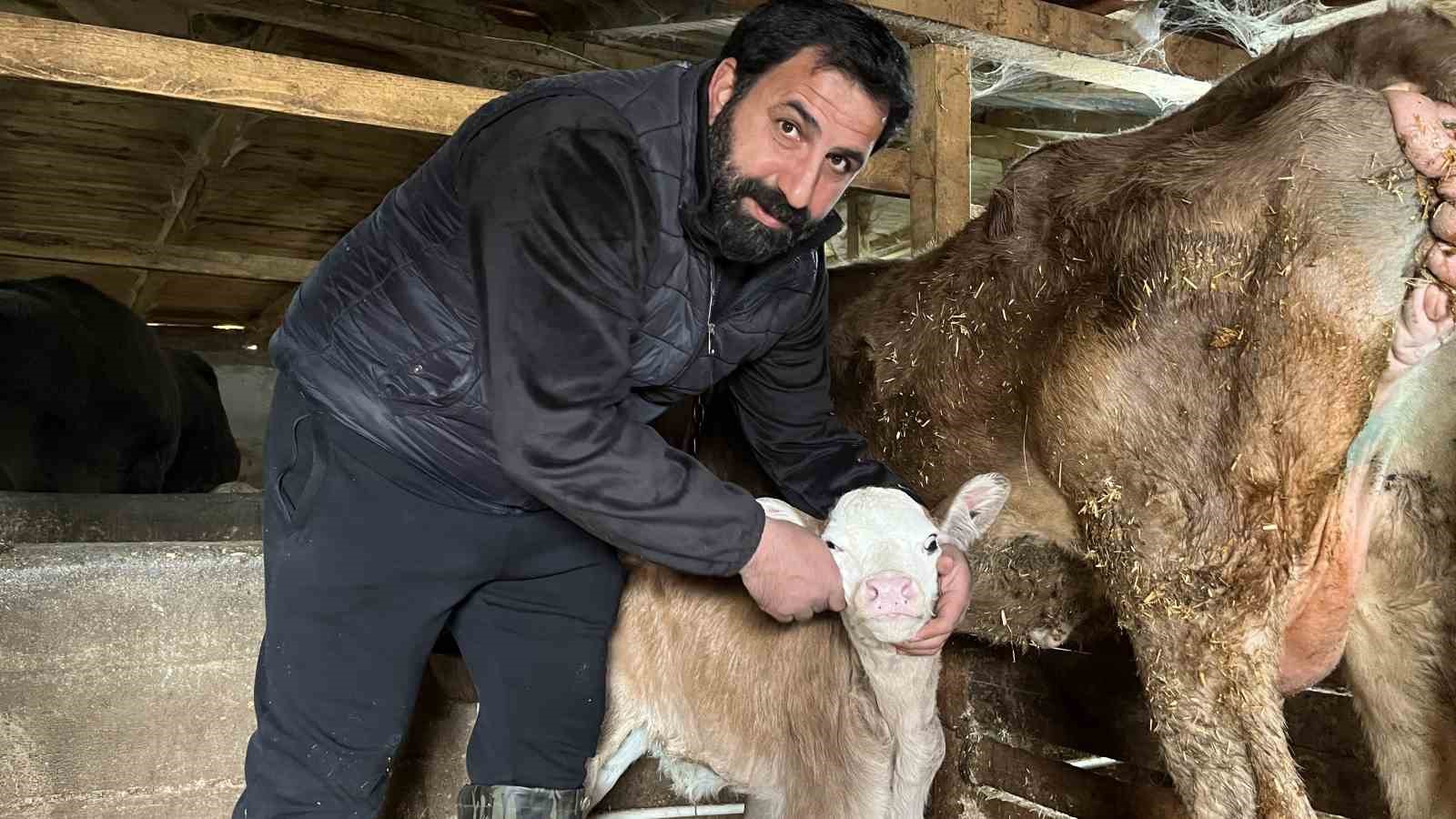 hasta dogan buzagilari buhar makinesiyle hayata bagliyor 2 3vlGiTvZ