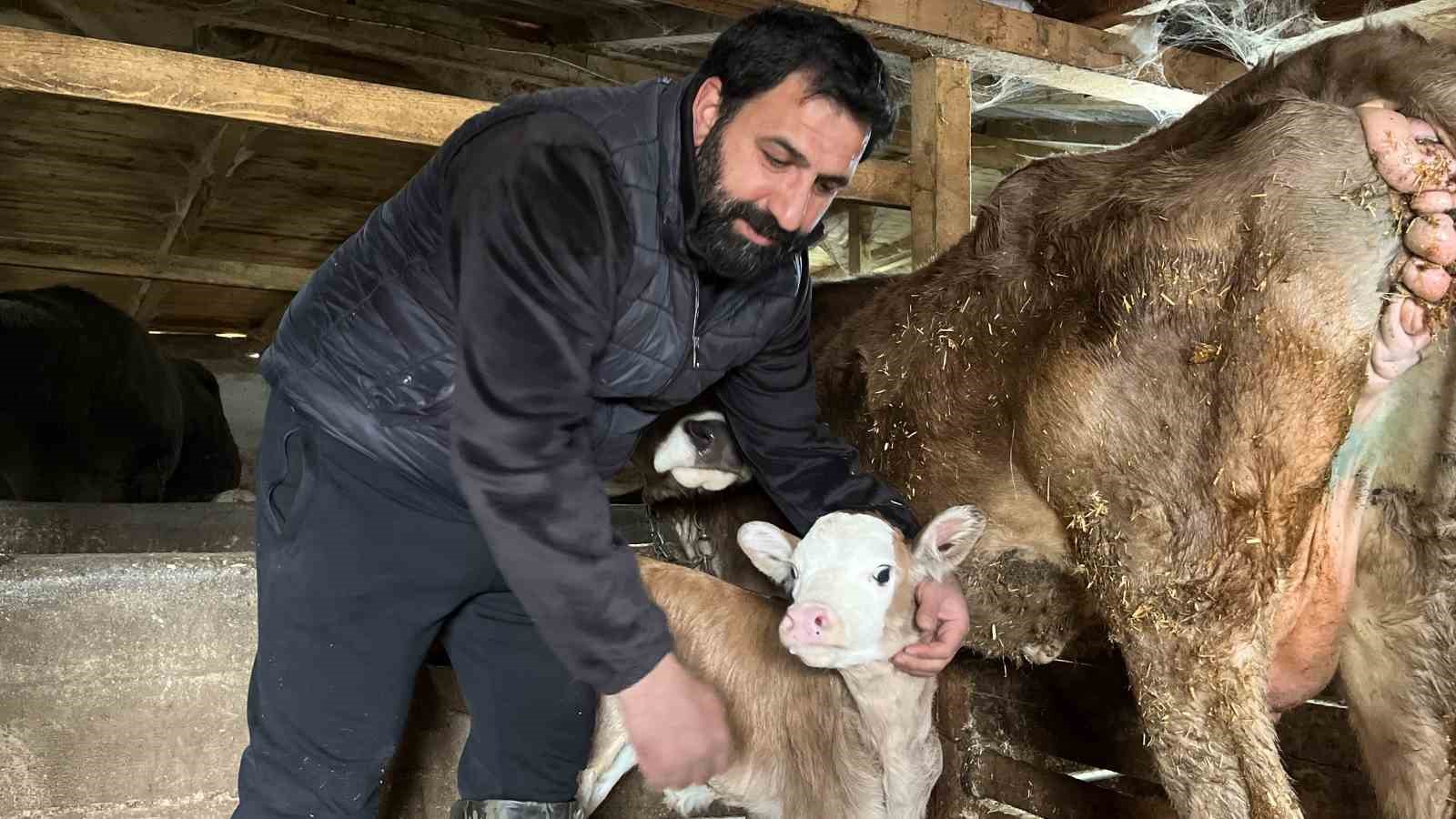 hasta dogan buzagilari buhar makinesiyle hayata bagliyor 3 ptAwbXQn