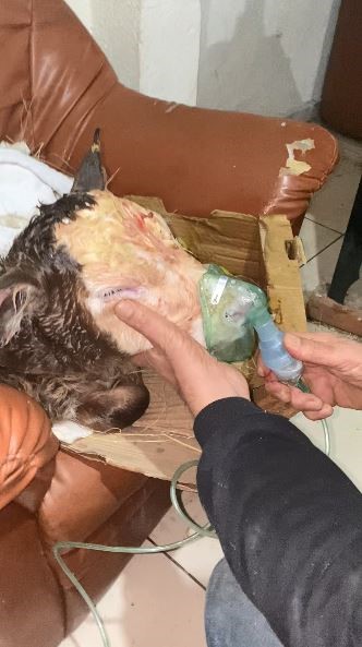 hasta dogan buzagilari buhar makinesiyle hayata bagliyor 5 KgNuOyI4