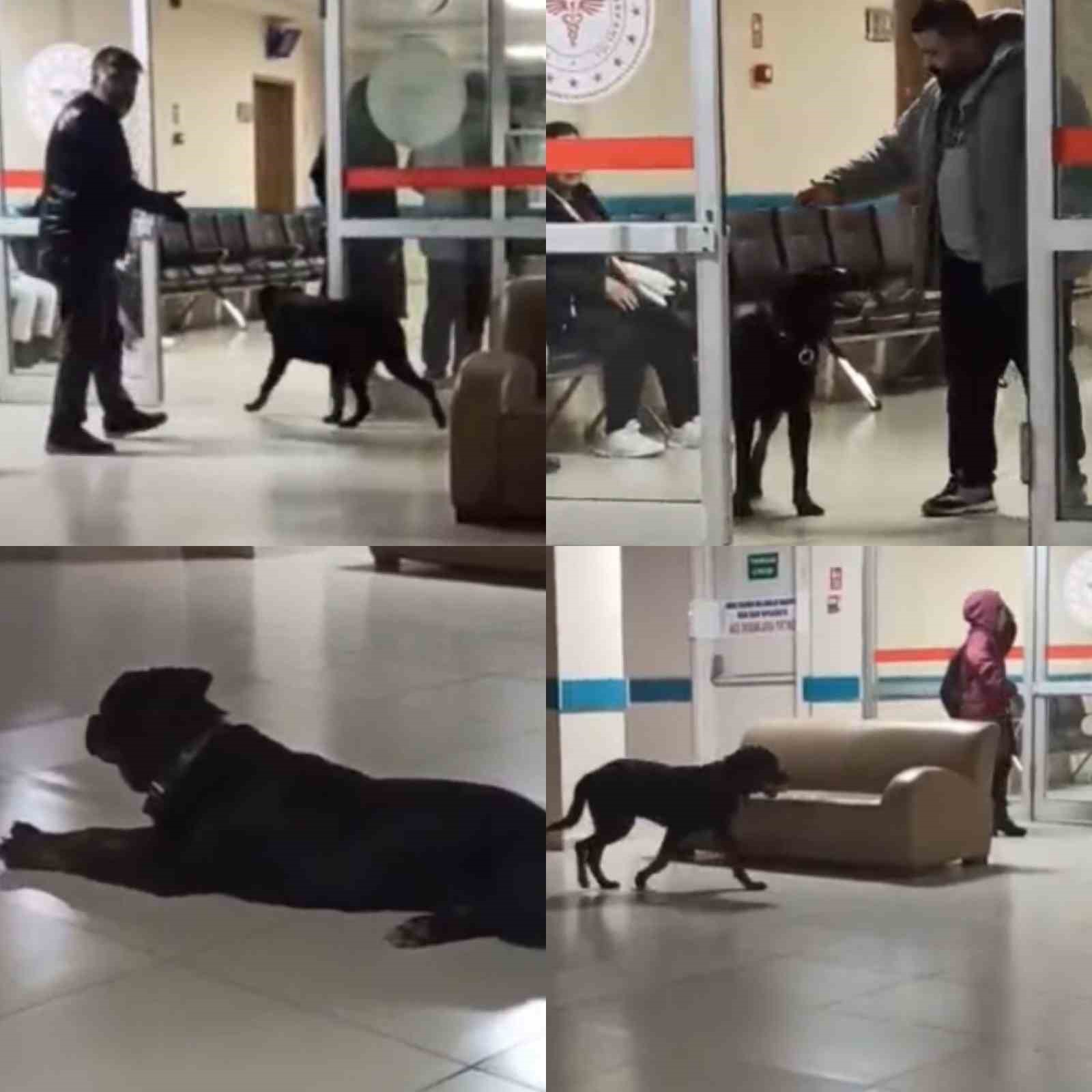 hastane koridorlarinda dolasan kopek tedirgin etti 1 cH4WyXbL