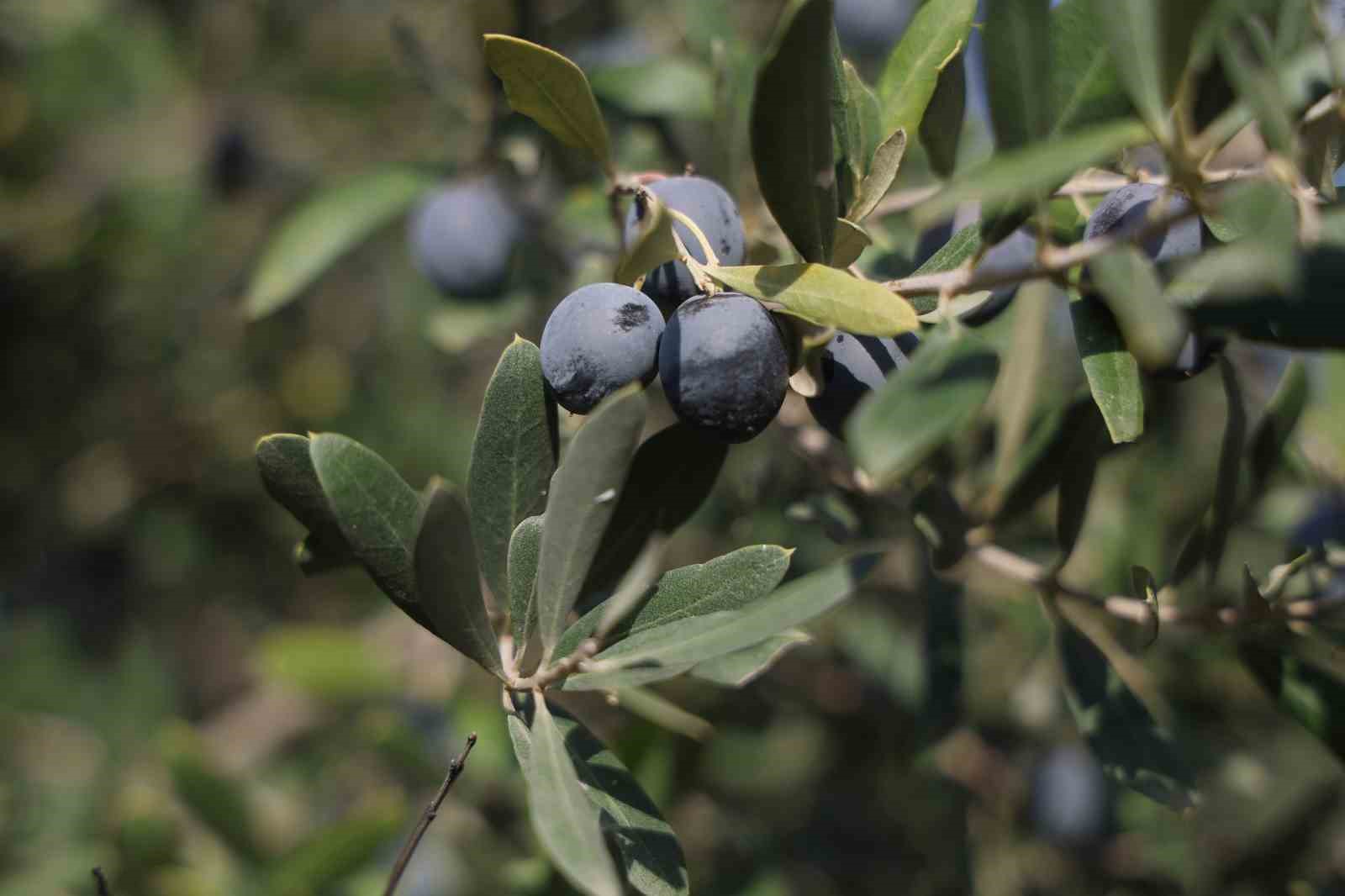 hatayda 17 milyon 102 bin agacta 201 bin ton zeytin rekoltesi bekleniyor 0 fm5aJtC4