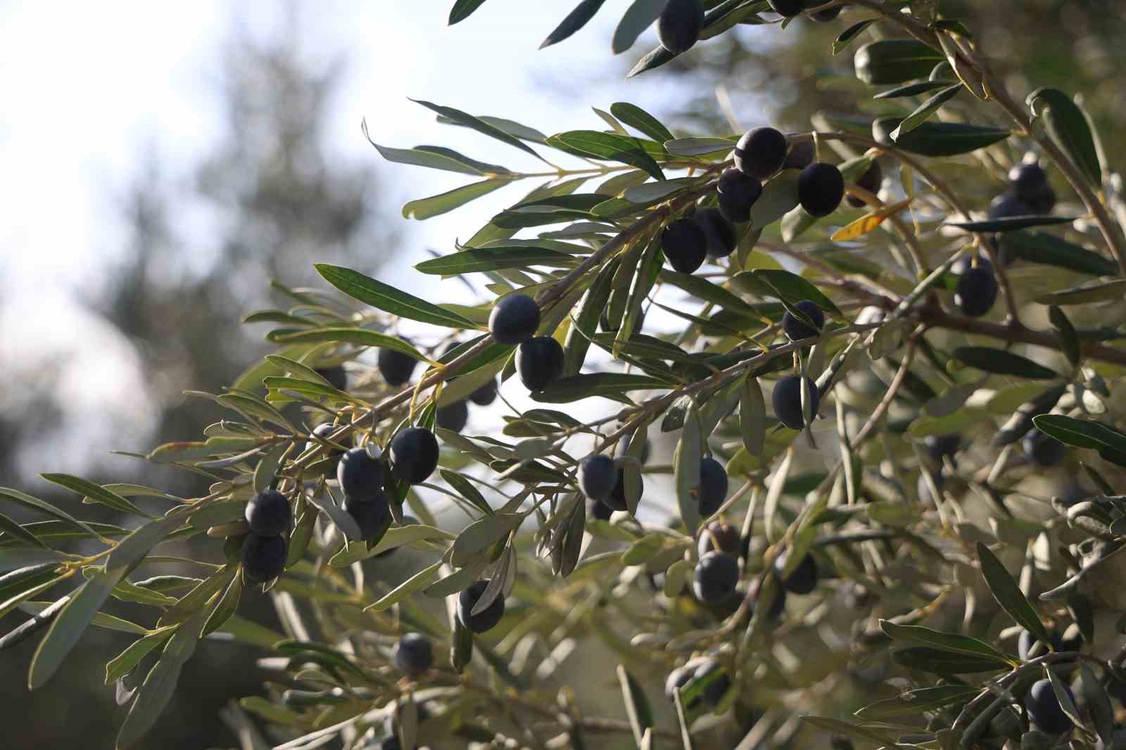 hatayda 17 milyon 102 bin agacta 201 bin ton zeytin rekoltesi bekleniyor 1 r1KOZnl3