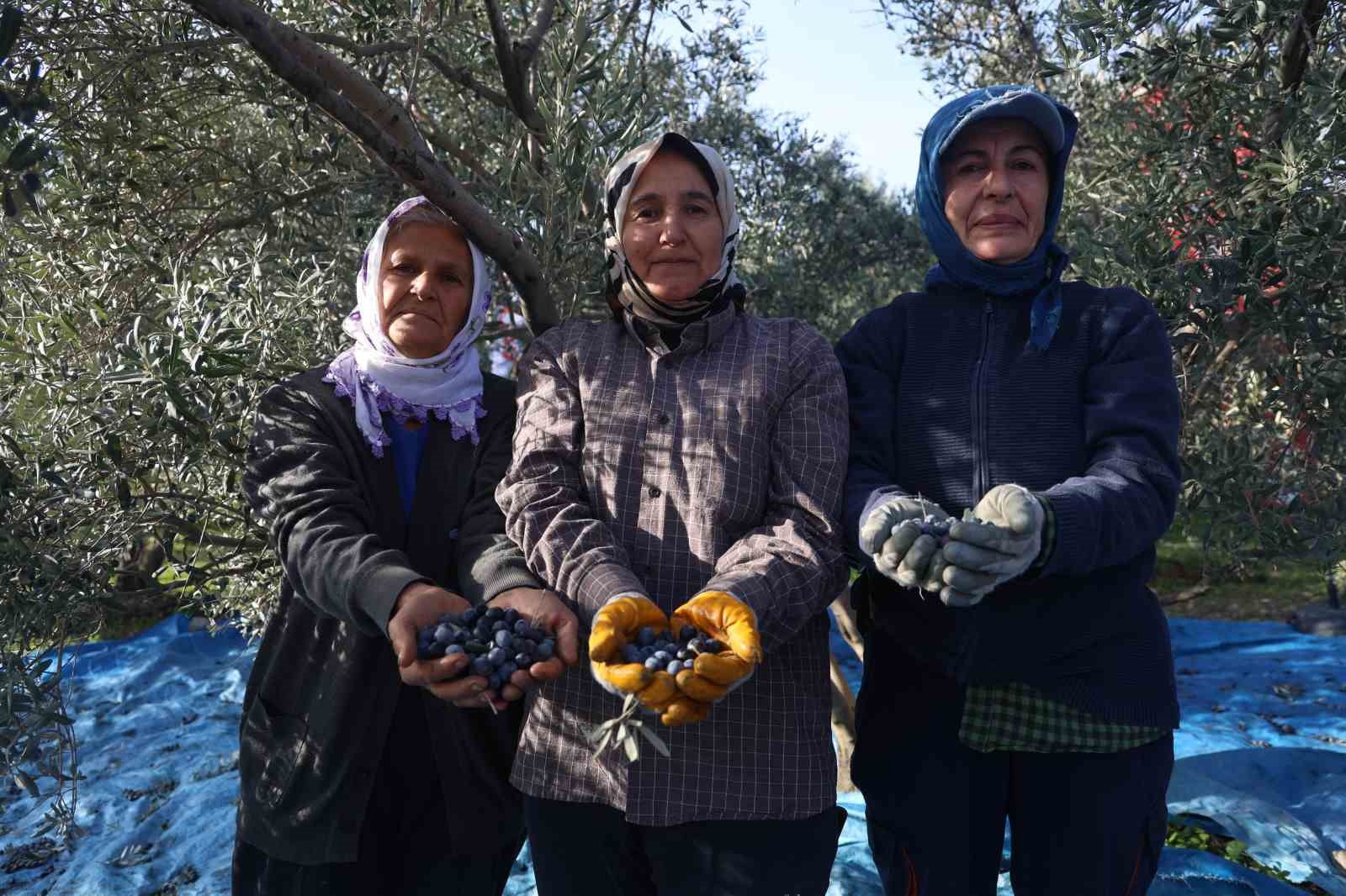 hatayda 17 milyon 102 bin agacta 201 bin ton zeytin rekoltesi bekleniyor 2 BQBVUfts