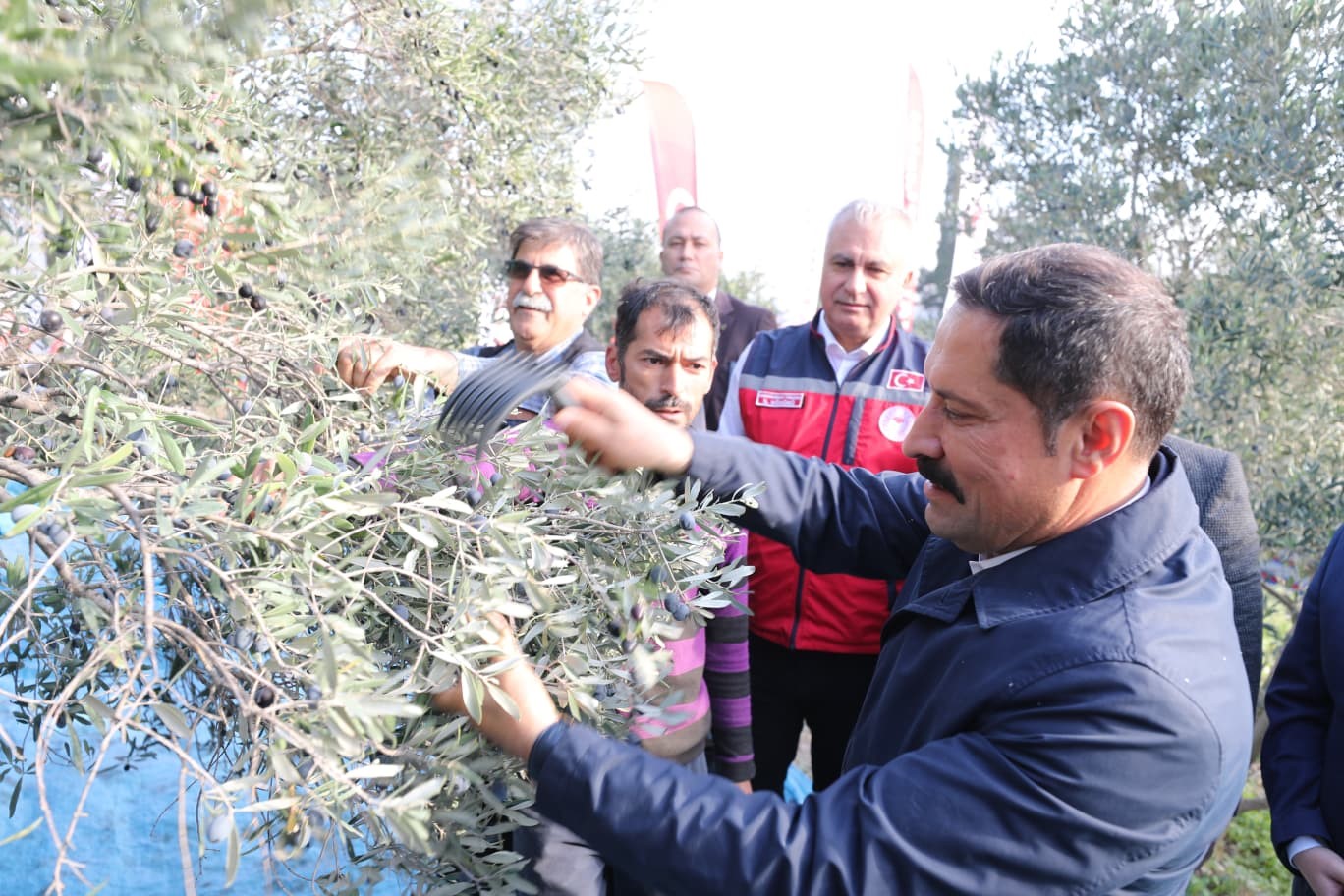 hatayda 17 milyon 102 bin agacta 201 bin ton zeytin rekoltesi bekleniyor 3