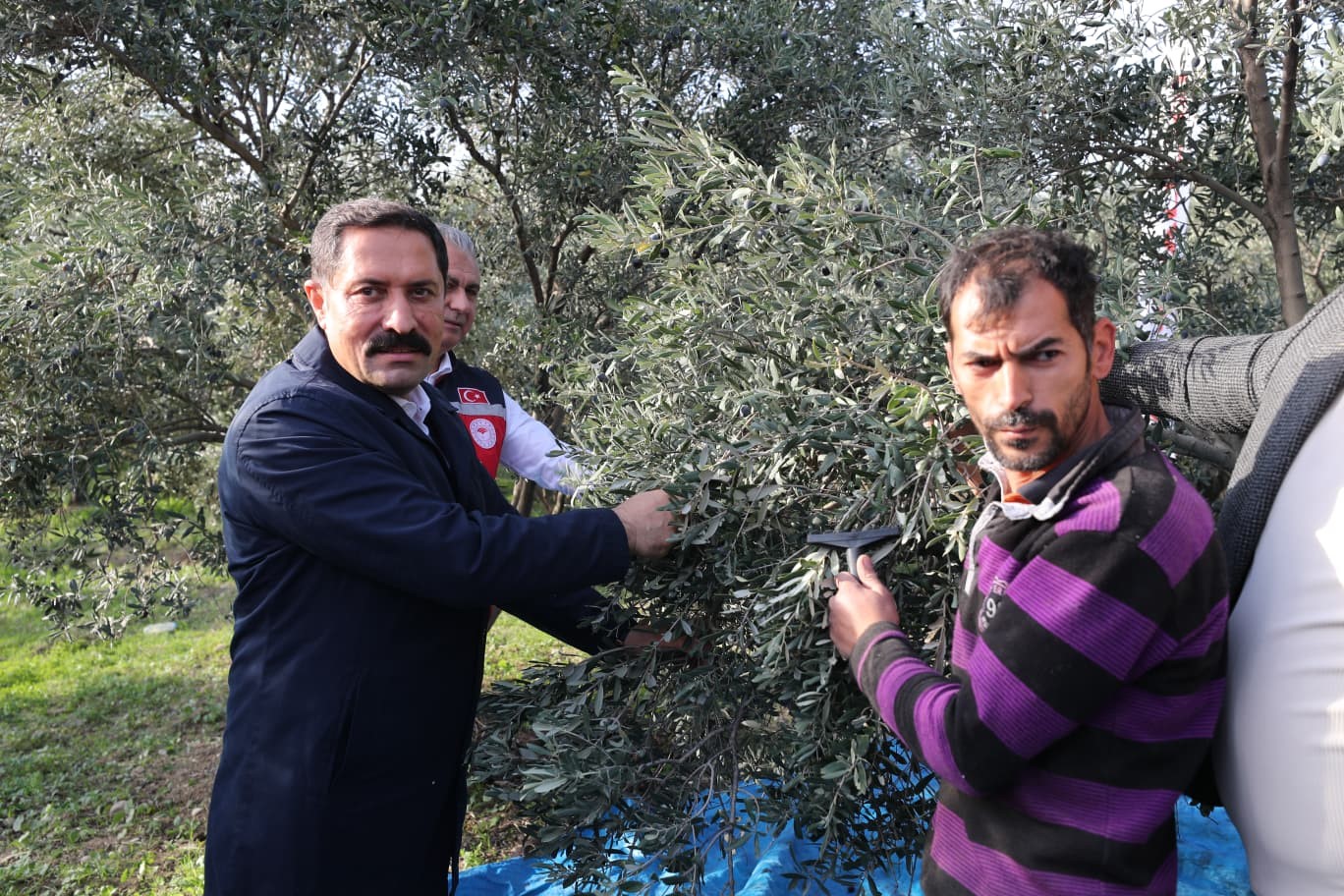 hatayda 17 milyon 102 bin agacta 201 bin ton zeytin rekoltesi bekleniyor 4 c9lnXUKl