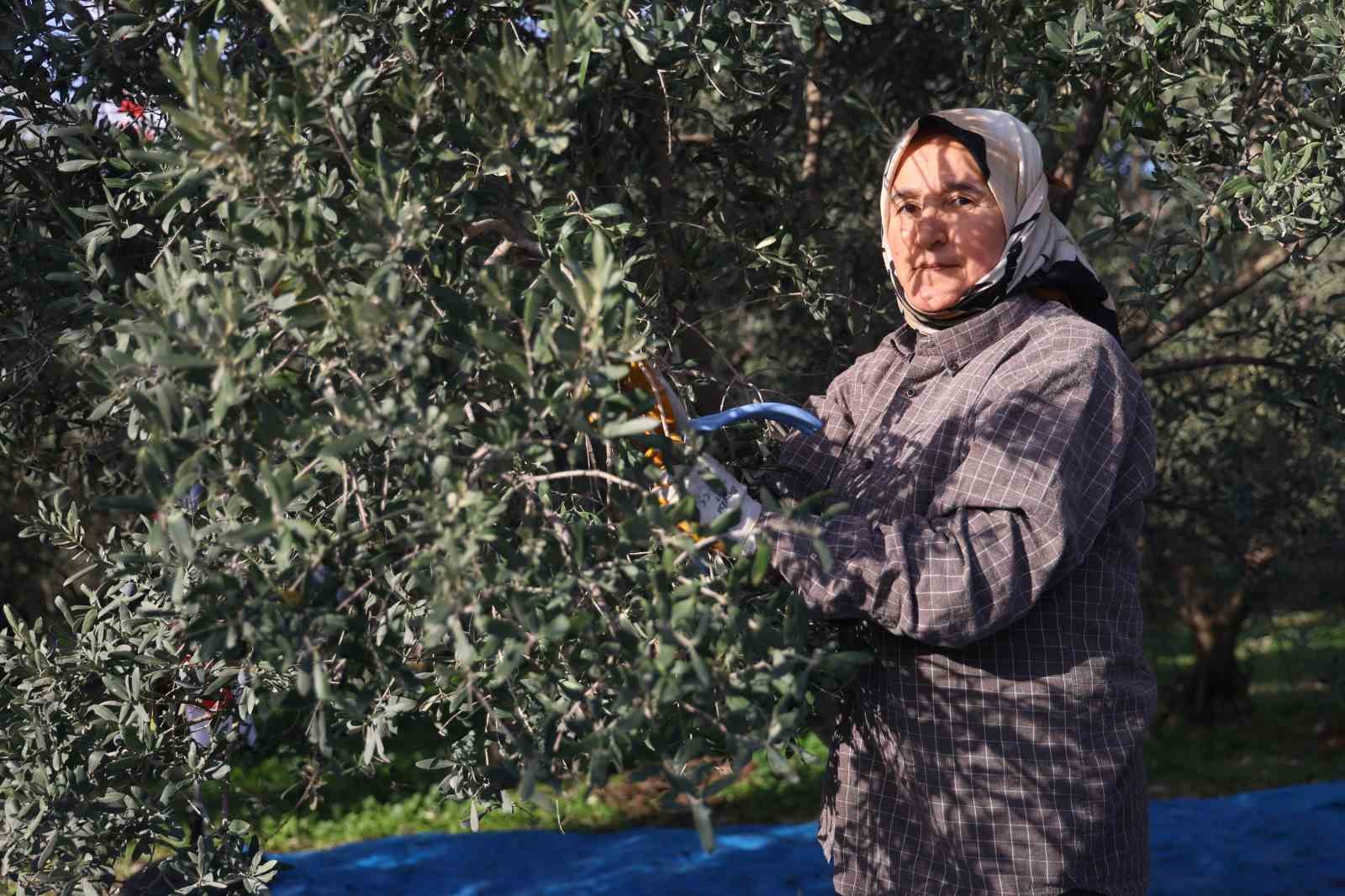 hatayda 17 milyon 102 bin agacta 201 bin ton zeytin rekoltesi bekleniyor 5 63dseg5P