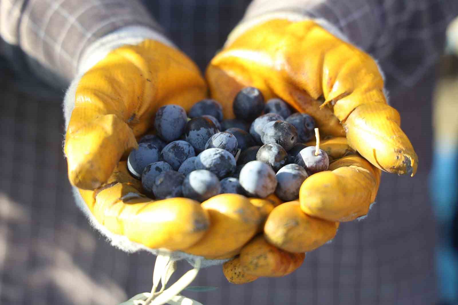 hatayda 17 milyon 102 bin agacta 201 bin ton zeytin rekoltesi bekleniyor 7 zp8c3AQB