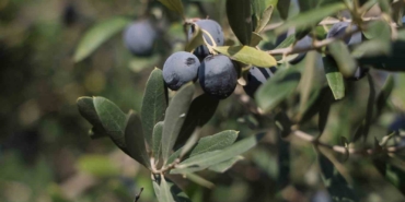 hatayda-17-milyon-102-bin-agacta-201-bin-ton-zeytin-rekoltesi-bekleniyor-OBm82u7G.jpg