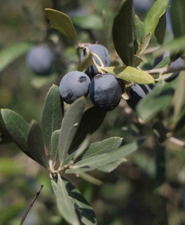 hatayda-17-milyon-102-bin-agacta-201-bin-ton-zeytin-rekoltesi-bekleniyor-OBm82u7G.jpg