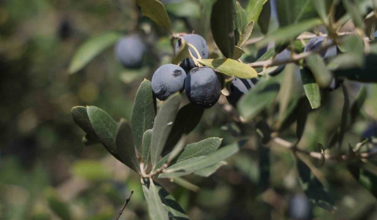 hatayda-17-milyon-102-bin-agacta-201-bin-ton-zeytin-rekoltesi-bekleniyor-OBm82u7G.jpg