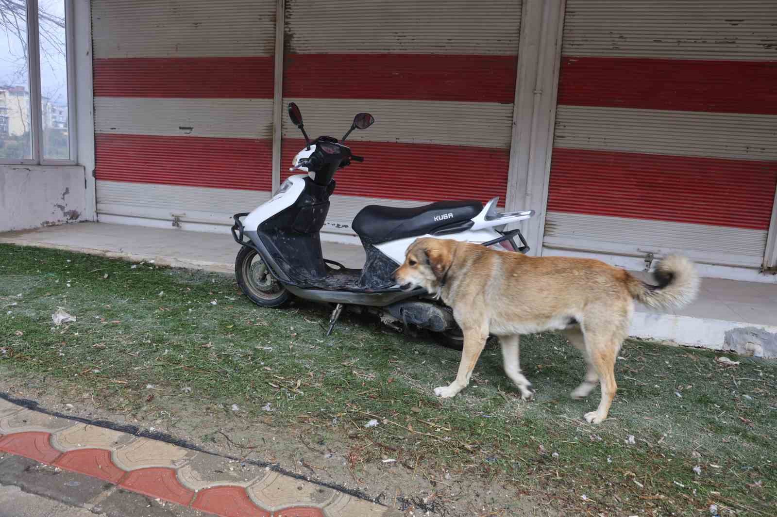 hatayda 4 mahalleye kuduz karantinasi 1 58b211w4