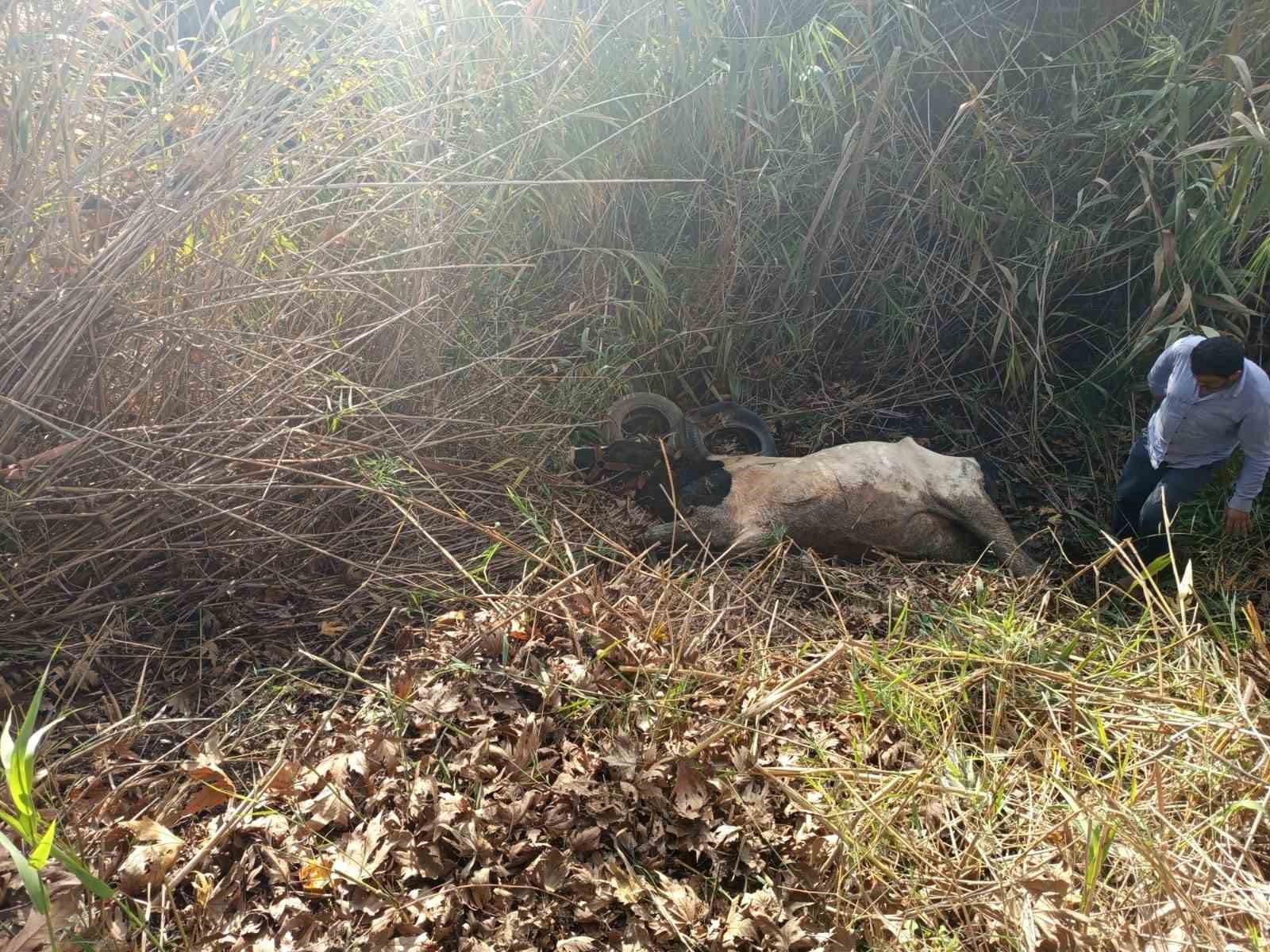 hatayda dereye dusen inek itfaiye ekipleri tarafindan kurtarildi 2 1b6MOuVk