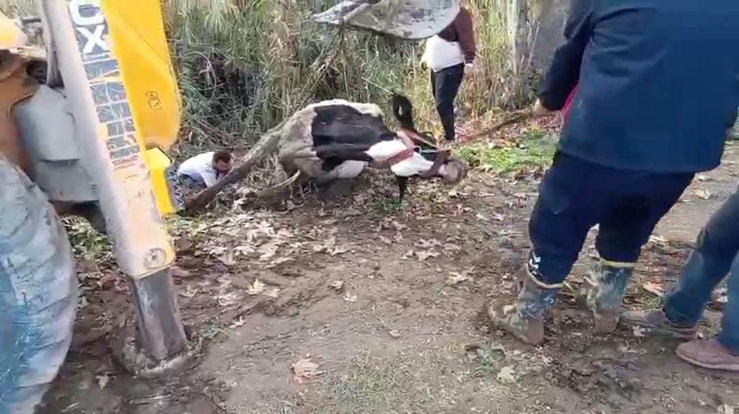 hatayda dereye dusen inek itfaiye ekipleri tarafindan kurtarildi 3 GVCb36sA
