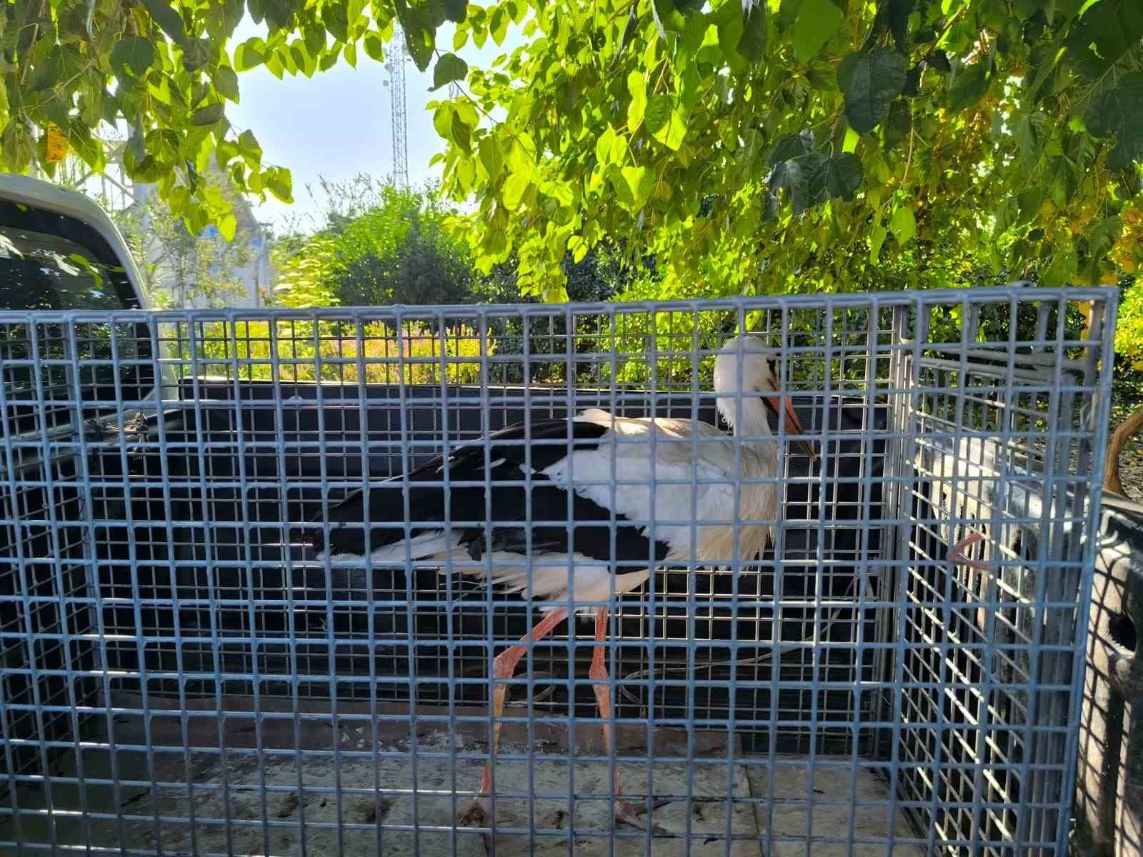 hatayda yarali leylek tedavi altina alindi 1 sn7tadEY