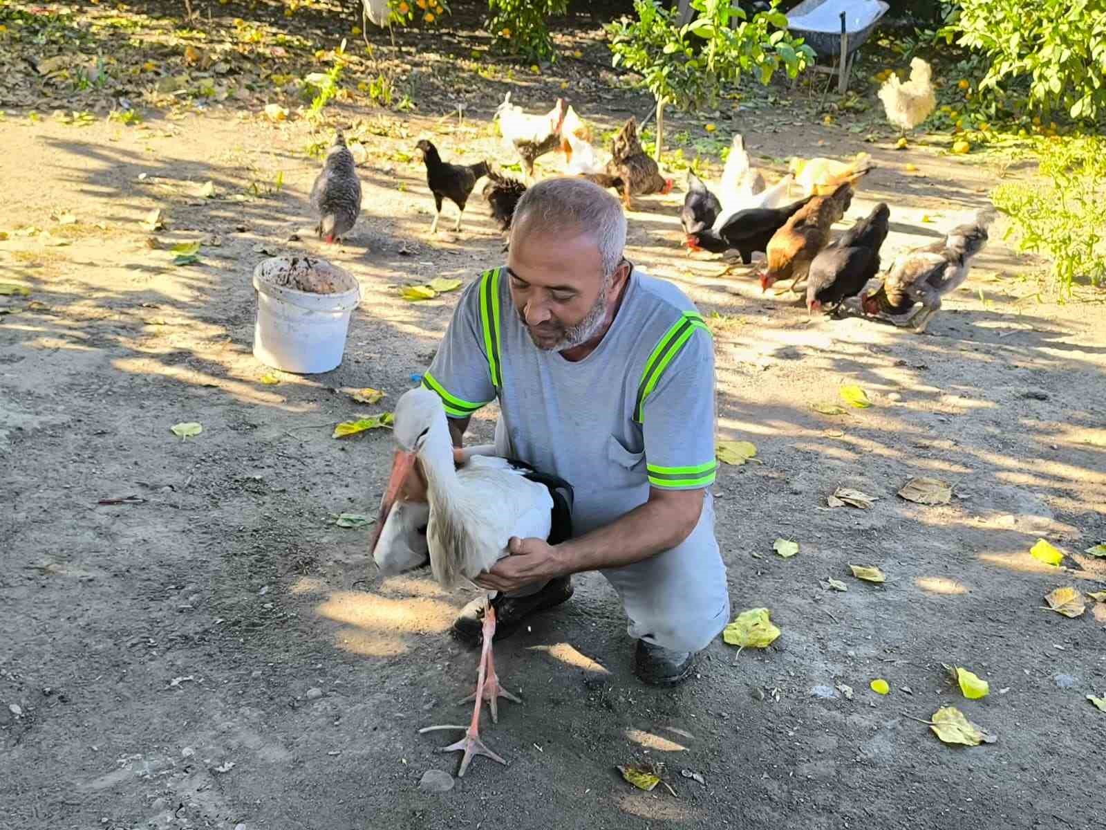 hatayda yarali leylek tedavi altina alindi 2