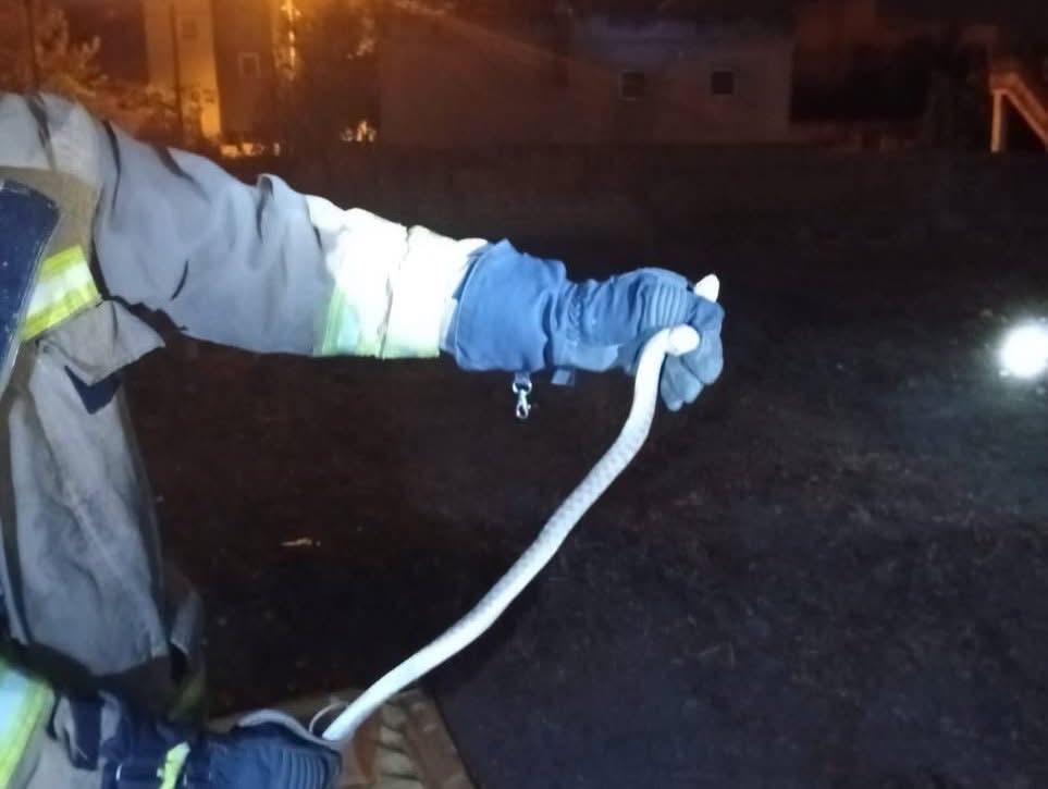 Hatay’da yerleşim alanlarında görülen yılanlar doğal yaşam alanına bırakıldı 6 hatayda yerlesim alanlarinda gorulen yilanlar dogal yasam alanina birakildi 2 yHZekMpM