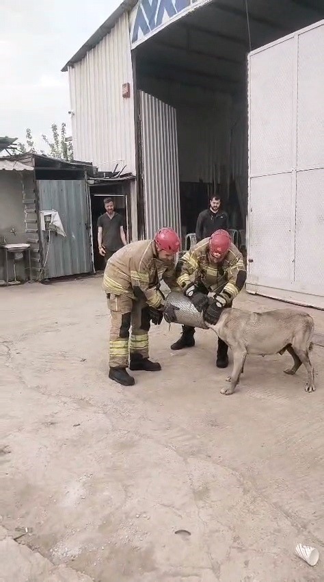 hava filtresine sikisan kopek kurtarildi 0 T3ybwKI9