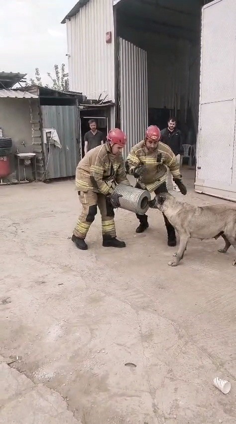 hava filtresine sikisan kopek kurtarildi 1 9ctsXjCf