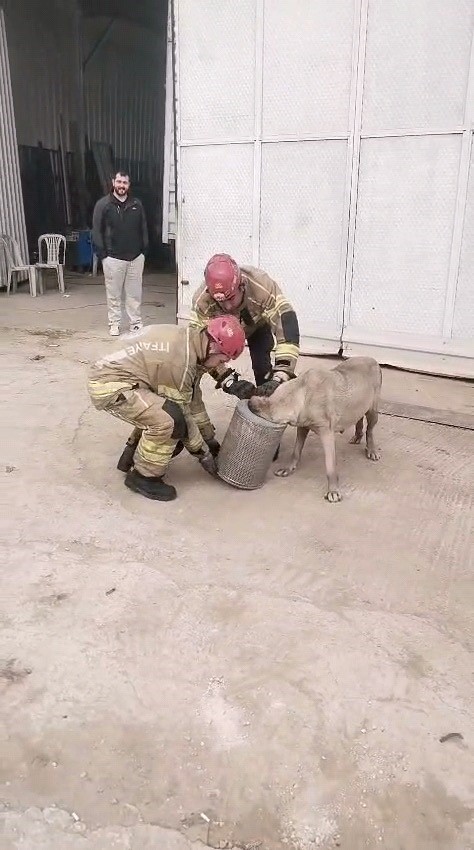 hava filtresine sikisan kopek kurtarildi 2