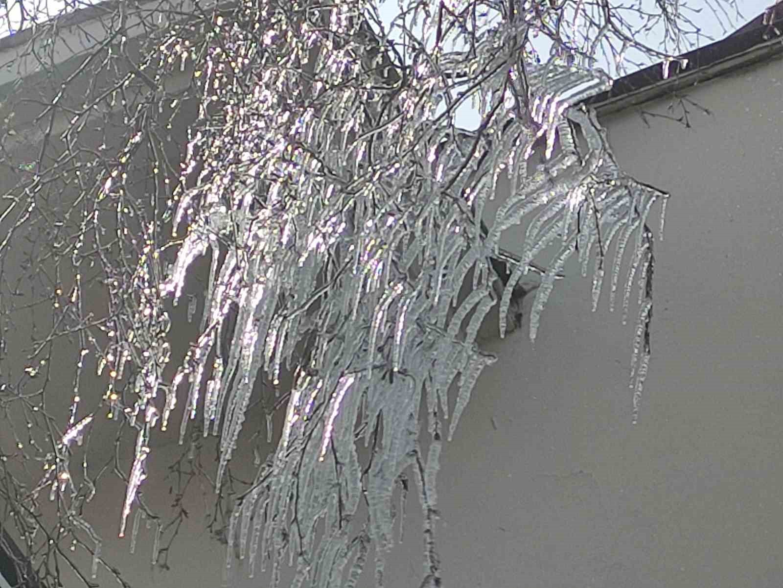 hava sicakligi eksi 10a dustu agac dallari dondu 6