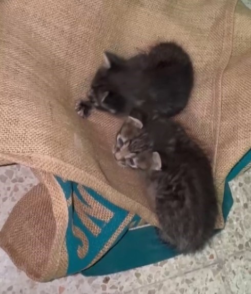 havalandirma kazanina dusen 2 yavru kediyi ogretmen ve personel kurtardi 0 iRDHNK3y