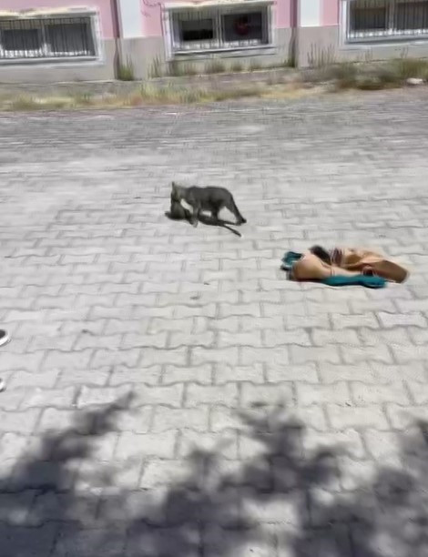havalandirma kazanina dusen 2 yavru kediyi ogretmen ve personel kurtardi 1 tVFtbsCb
