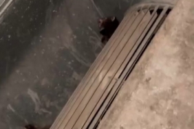 Kötü koku ihbarına giden ekipler bozulmuş etle karşılaştı 1 thumbnail