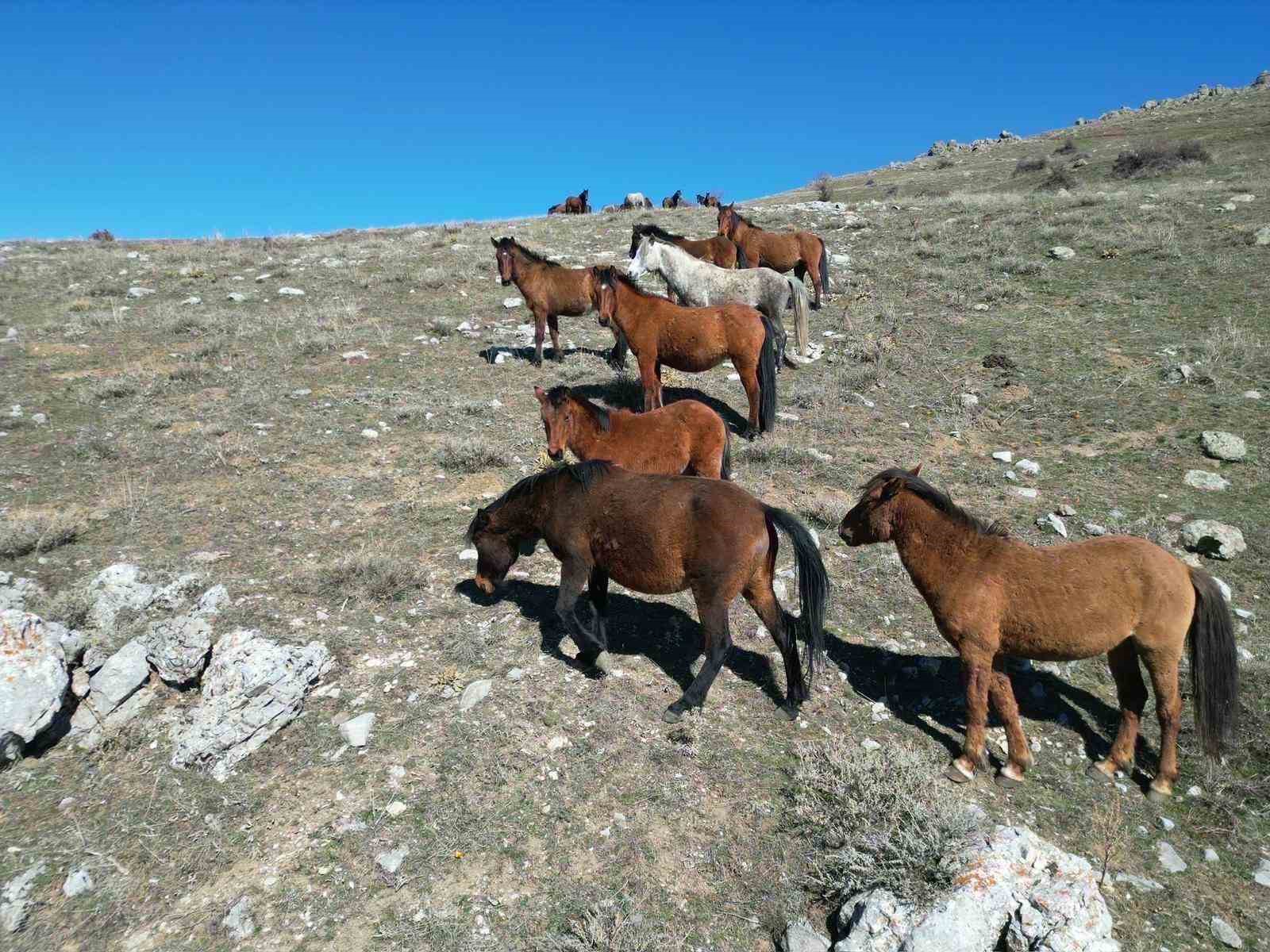 havanin isinmasiyla yilki atlarinin hareketliligi artti 0 uDb22dWP