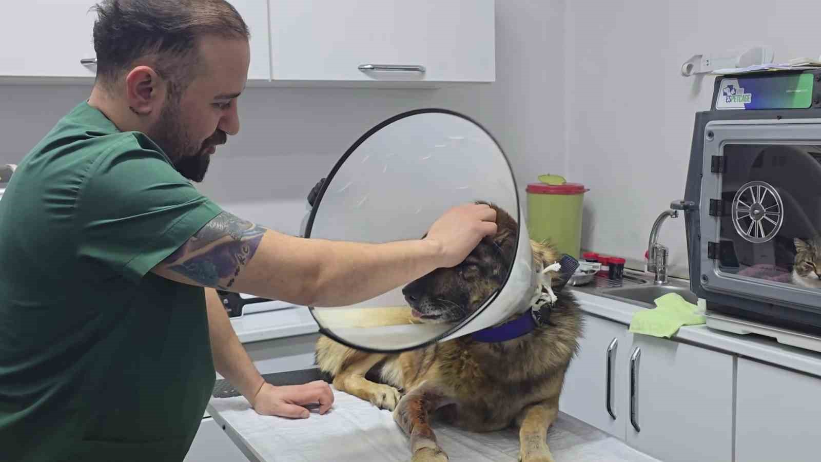 Havladığı için 4 kurşunla vurulan köpek hayata tutundu; Adını "Kurşun" koydular 5 havladigi icin 4 kursunla vurulan kopek hayata tutundu adini kursun koydular 1 T3kK2pUs