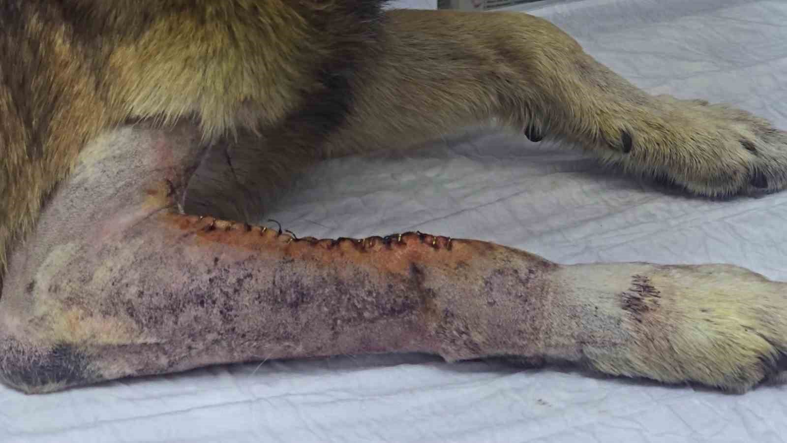 Havladığı için 4 kurşunla vurulan köpek hayata tutundu; Adını "Kurşun" koydular 7 havladigi icin 4 kursunla vurulan kopek hayata tutundu adini kursun koydular 3 E5EKSbLt