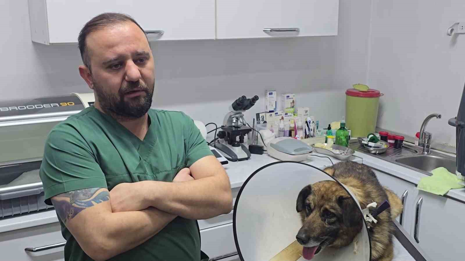 Havladığı için 4 kurşunla vurulan köpek hayata tutundu; Adını "Kurşun" koydular 8 havladigi icin 4 kursunla vurulan kopek hayata tutundu adini kursun koydular 4 JcjeMipt