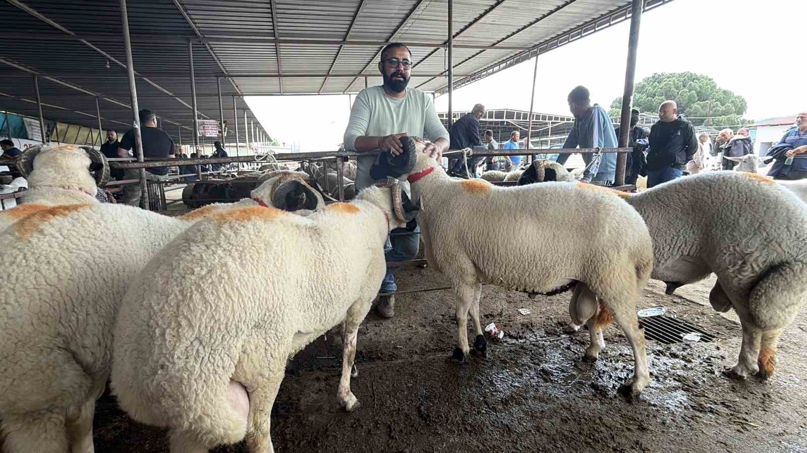 havran hayvan pazarinda tarihi arefe yogunlugu 6 AhBntyMJ