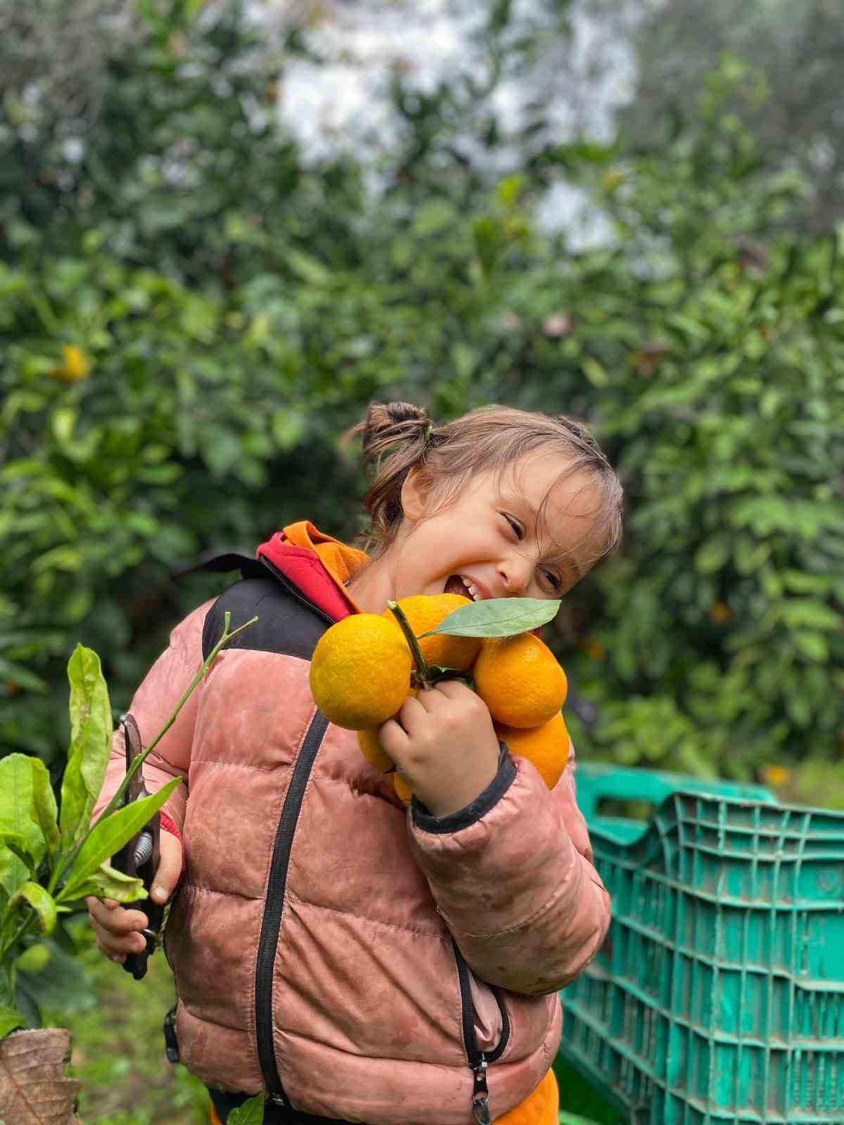 havran mandalinasinda hasat vakti 5 BIhleTJw