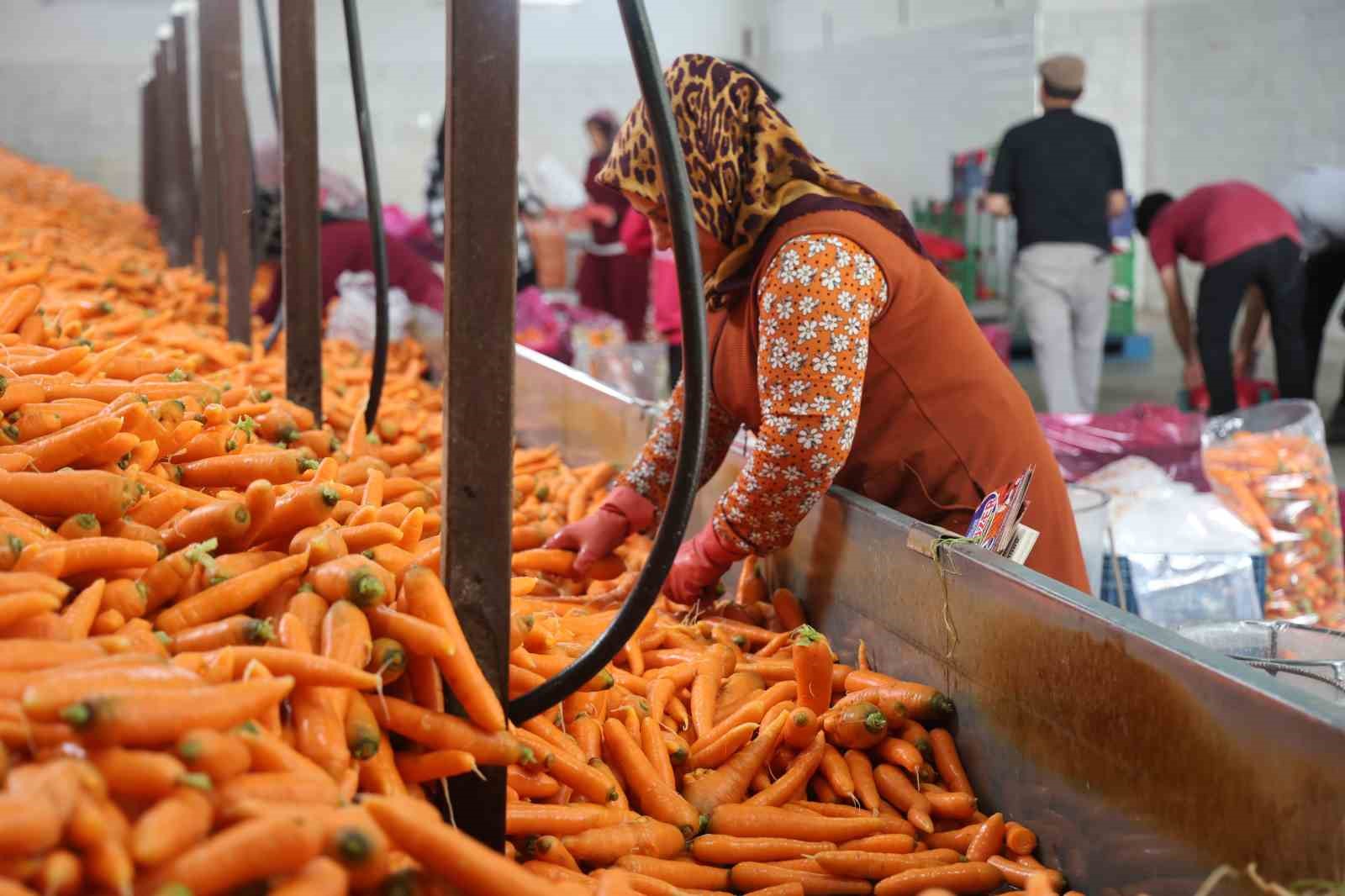 Havuç üretiminin yüzde 67’si Konya’dan 4 havuc uretiminin yuzde 67si konyadan 0 XsHjirwp