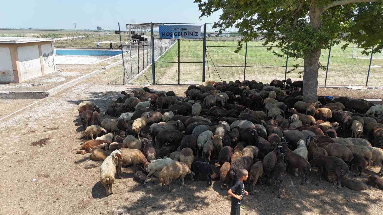 Havuz çürümeye terk edildi, çocuklar kanallarda boğuluyor 5 havuz curumeye terk edildi cocuklar kanallarda boguluyor 1